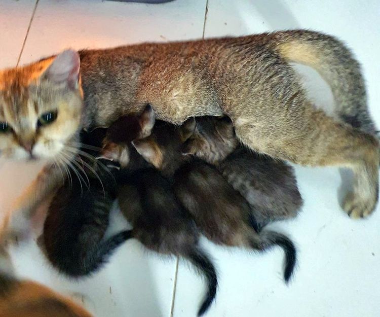 หาบ้านให้ หลานๆ ลูกผสม บริติช +สก๊อตติส โฟลด์ แท้  รูปที่ 6