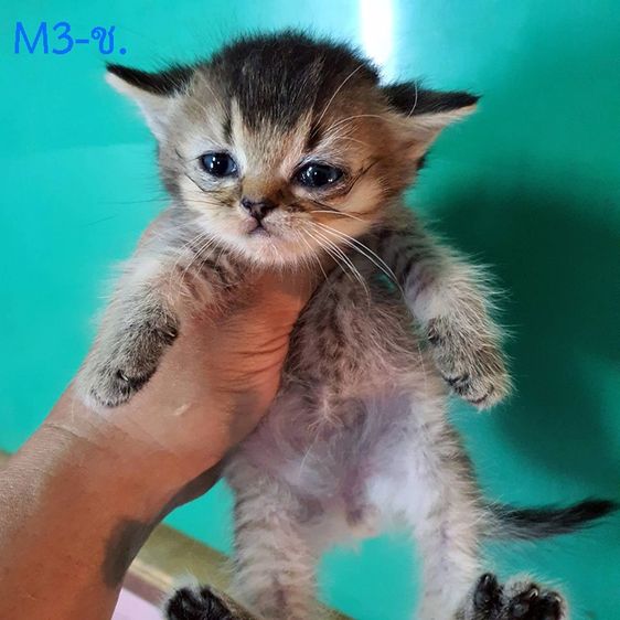 หาบ้านให้ หลานๆ ลูกผสม บริติช +สก๊อตติส โฟลด์ แท้  รูปที่ 4