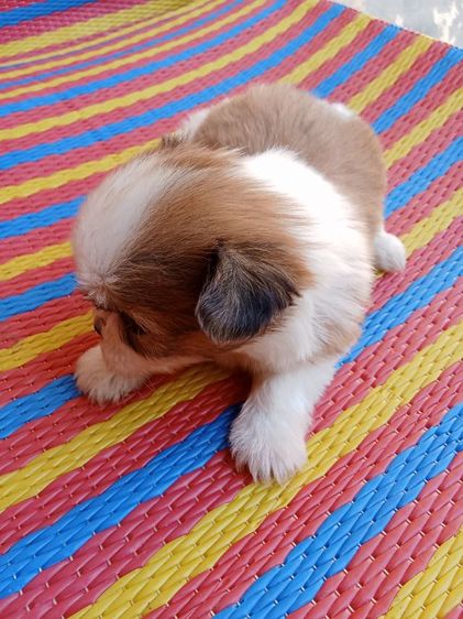 ชิสุแท้ รูปที่ 4