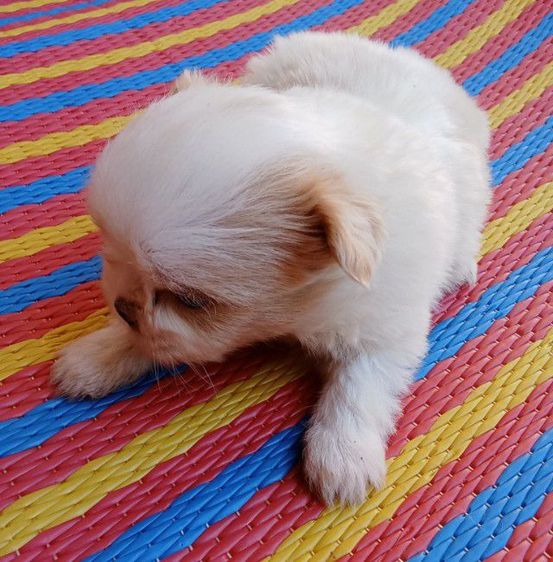 ชิสุแท้ รูปที่ 2