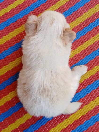 ชิสุแท้ รูปที่ 5