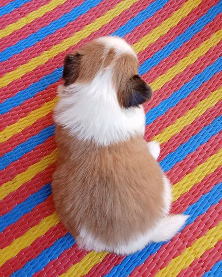 ชิสุแท้ รูปที่ 7