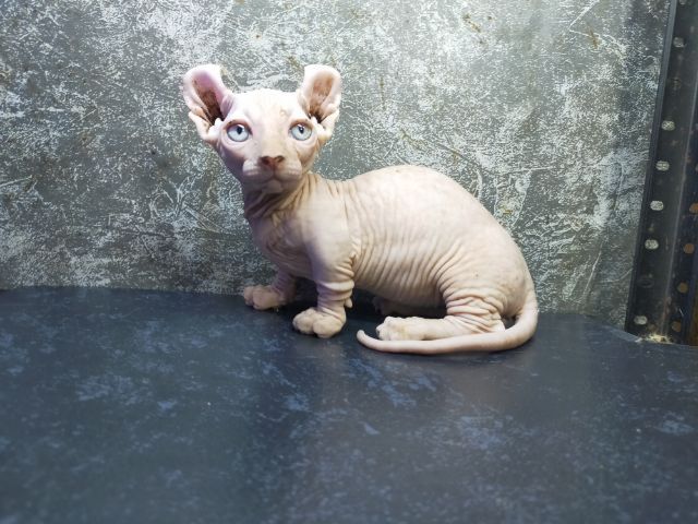 แมวสฟิงซ์ขาสั้นเพศผู้