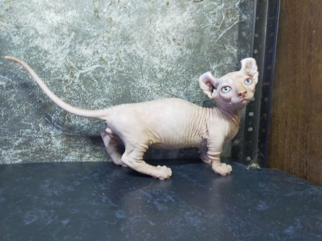 แมวสฟิงซ์ขาสั้นเพศผู้ รูปที่ 5