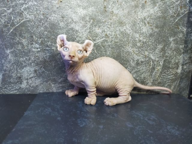 แมวสฟิงซ์ขาสั้นเพศผู้ รูปที่ 2