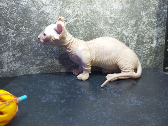 แมวสฟิงซ์ขาสั้นเพศผู้ รูปที่ 3