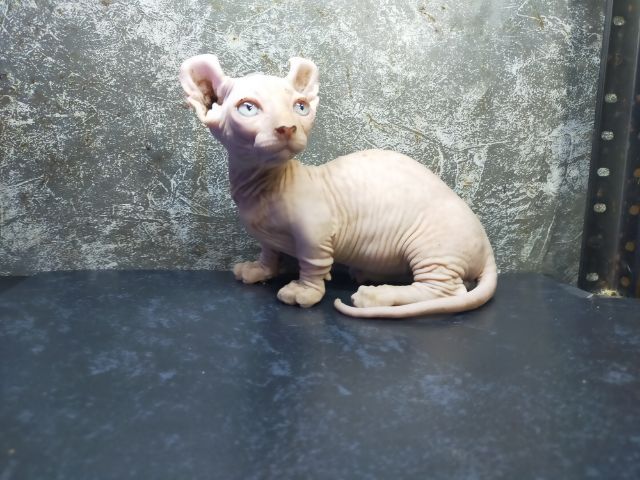 แมวสฟิงซ์ขาสั้นเพศผู้ รูปที่ 4