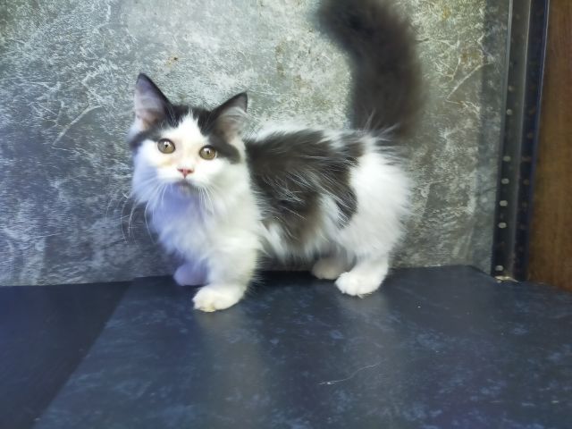 แมวมัชกิ้นขาสั้นเพศเมีย รูปที่ 2