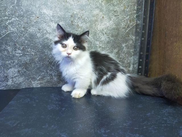 แมวมัชกิ้นขาสั้นเพศเมีย รูปที่ 4