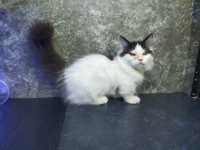 แมวมัชกิ้นขาสั้นเพศเมีย