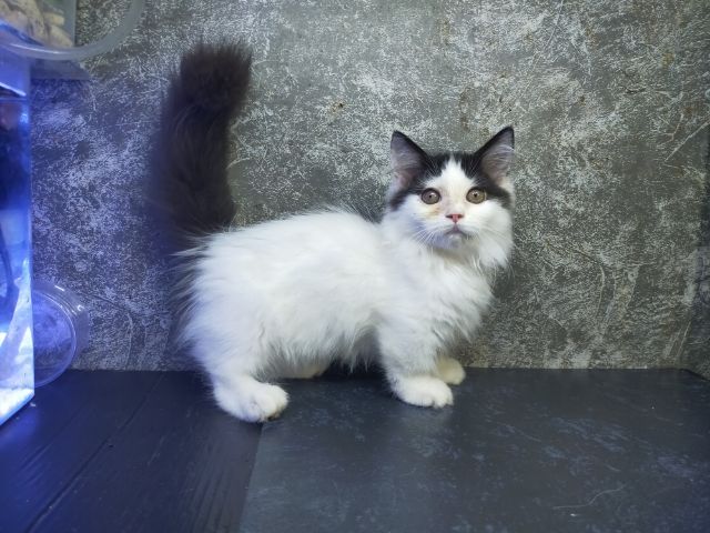 แมวมัชกิ้นขาสั้นเพศเมีย รูปที่ 3