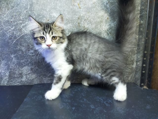 แมวเมนคูนผสมหูพลิก รูปที่ 7