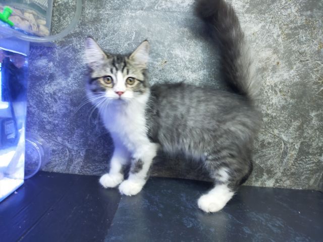 แมวเมนคูนผสมหูพลิก รูปที่ 5