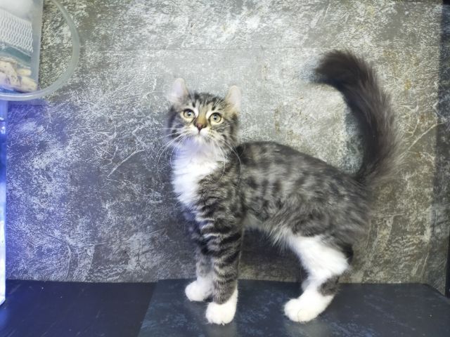 แมวเมนคูนผสมหูพลิก รูปที่ 3