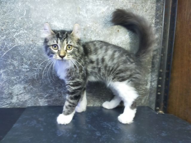 แมวเมนคูนผสมหูพลิก