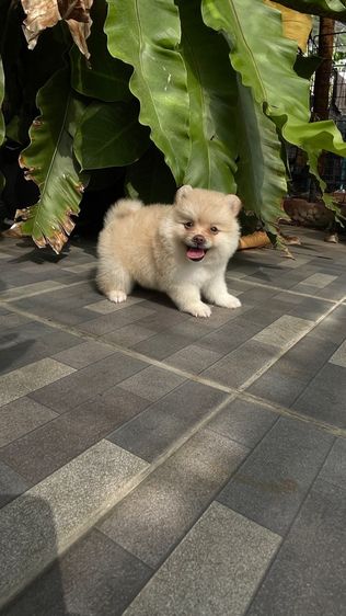 ปอมแท้สระบุรีจัดส่งทุกจังหวัด รูปที่ 4