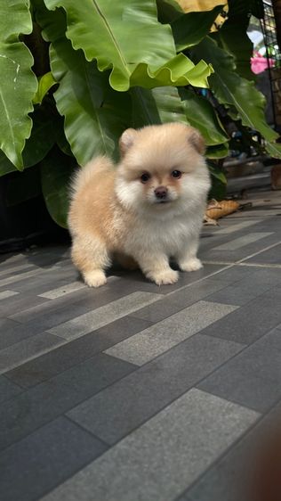 ปอมแท้สระบุรีจัดส่งทุกจังหวัด รูปที่ 2