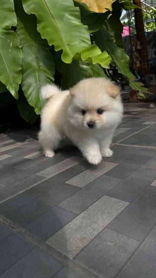 ปอมแท้สระบุรีจัดส่งทุกจังหวัด รูปที่ 3