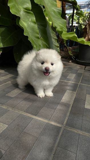 ปอมแท้สระบุรีจัดส่งทุกจังหวัด