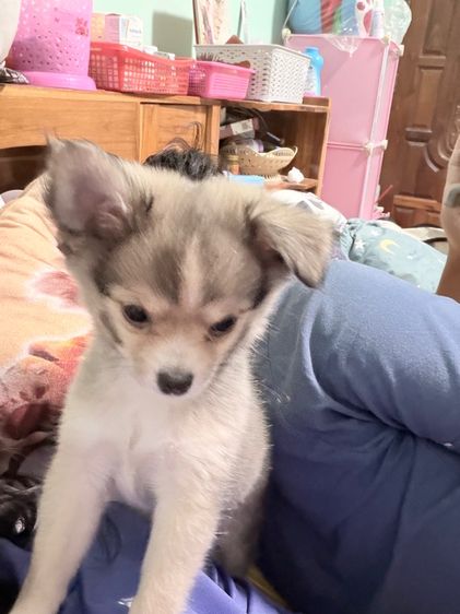 หมาชิปอม  รูปที่ 3