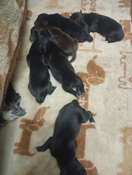 สุนัข ..ฟรี รูปที่ 4