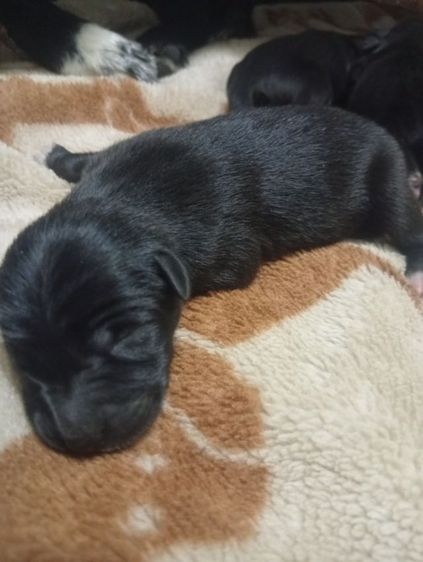 สุนัข ..ฟรี รูปที่ 3