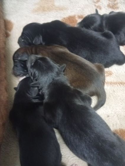 สุนัข ..ฟรี รูปที่ 2