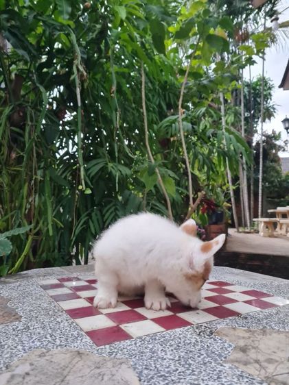ลูกคอร์กี้น่ารัก ปู้ เมีย  รูปที่ 5