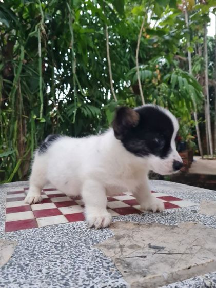 ลูกคอร์กี้น่ารัก ปู้ เมีย  รูปที่ 7