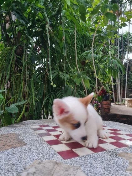 ลูกคอร์กี้น่ารัก ปู้ เมีย  รูปที่ 3