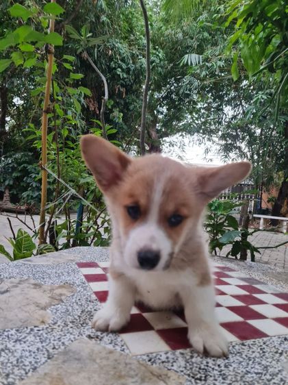 ลูกคอร์กี้น่ารัก ปู้ เมีย  รูปที่ 15