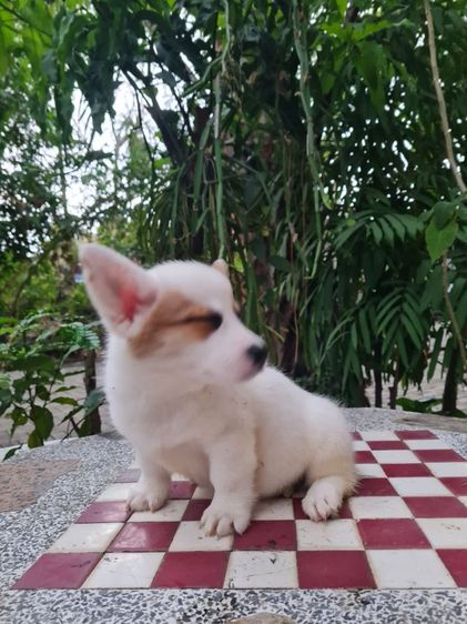 ลูกคอร์กี้น่ารัก ปู้ เมีย  รูปที่ 4
