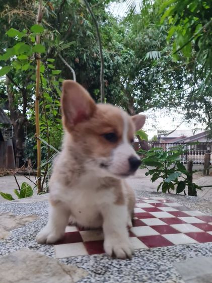 ลูกคอร์กี้น่ารัก ปู้ เมีย  รูปที่ 17