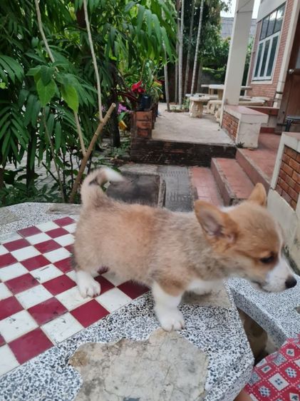 ลูกคอร์กี้น่ารัก ปู้ เมีย  รูปที่ 14