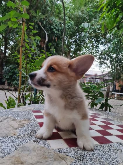 ลูกคอร์กี้น่ารัก ปู้ เมีย  รูปที่ 10
