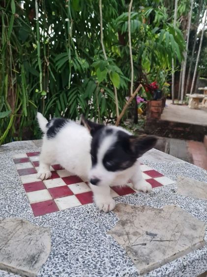 ลูกคอร์กี้น่ารัก ปู้ เมีย  รูปที่ 8