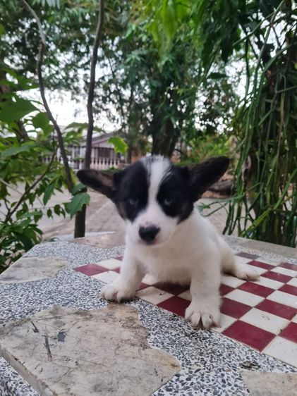 ลูกคอร์กี้น่ารัก ปู้ เมีย  รูปที่ 11
