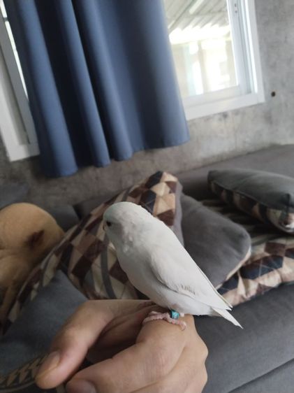 นกฟอพัสพร้อมทำไข่ลมแล้ว