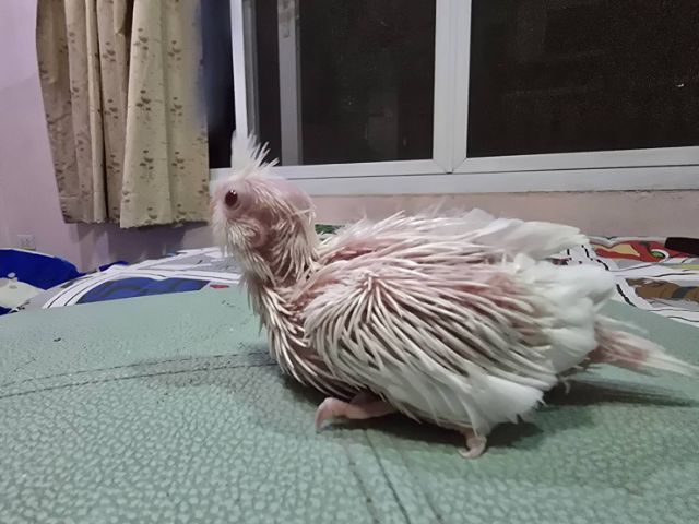 ลูกป้อน นกบ้าน รูปที่ 3