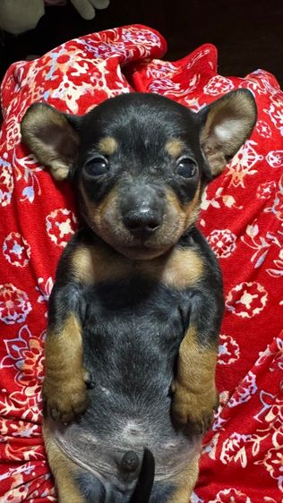 ลูกสุนัข รูปที่ 2