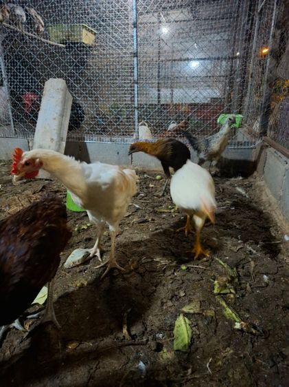 หาบ้านให้น้องไก่ รูปที่ 3