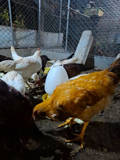 หาบ้านให้น้องไก่ รูปที่ 2