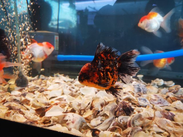 ปลาทอง รูปที่ 2