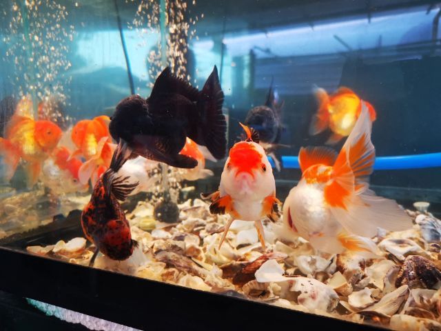 ปลาทอง รูปที่ 3