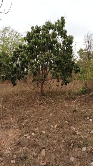 ยังขายอยู่นะคร้าบ เดือนหน้ากลับหนองคายนัดชมได้ครับ 😊
บ้านสวนพร้อมที่ดิน จ.หนองคายครับ อยู่ในเขต อ.เมือง เนื้อที่ 2 ไร่ 3.3 ตร.ว รูปที่ 3