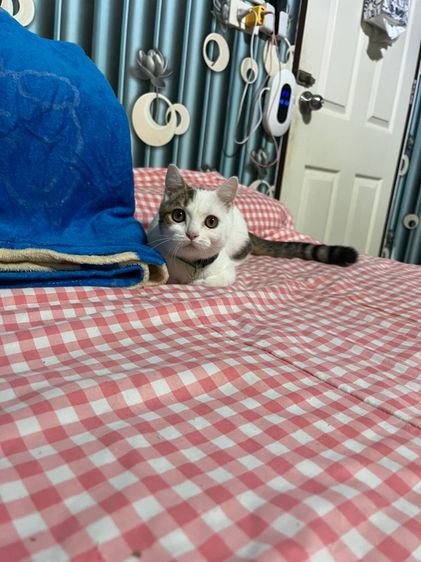 ดช สก็อตติช4เดือน รูปที่ 4