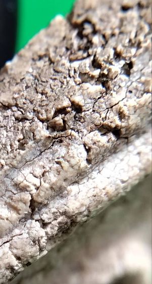 พระสมเด็จวัดระฆัง บางขุนพรหม เกศไชโย หลวงปู่ภู หลวงปู่นาค รูปที่ 5