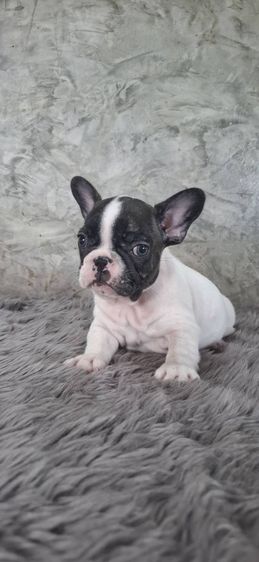 ลูกสุนัขเฟรนช์บูลด็อก รูปที่ 3