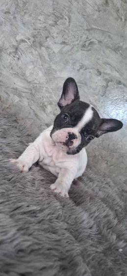 ลูกสุนัขเฟรนช์บูลด็อก