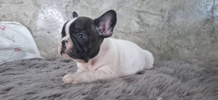 ลูกสุนัขเฟรนช์บูลด็อก รูปที่ 2
